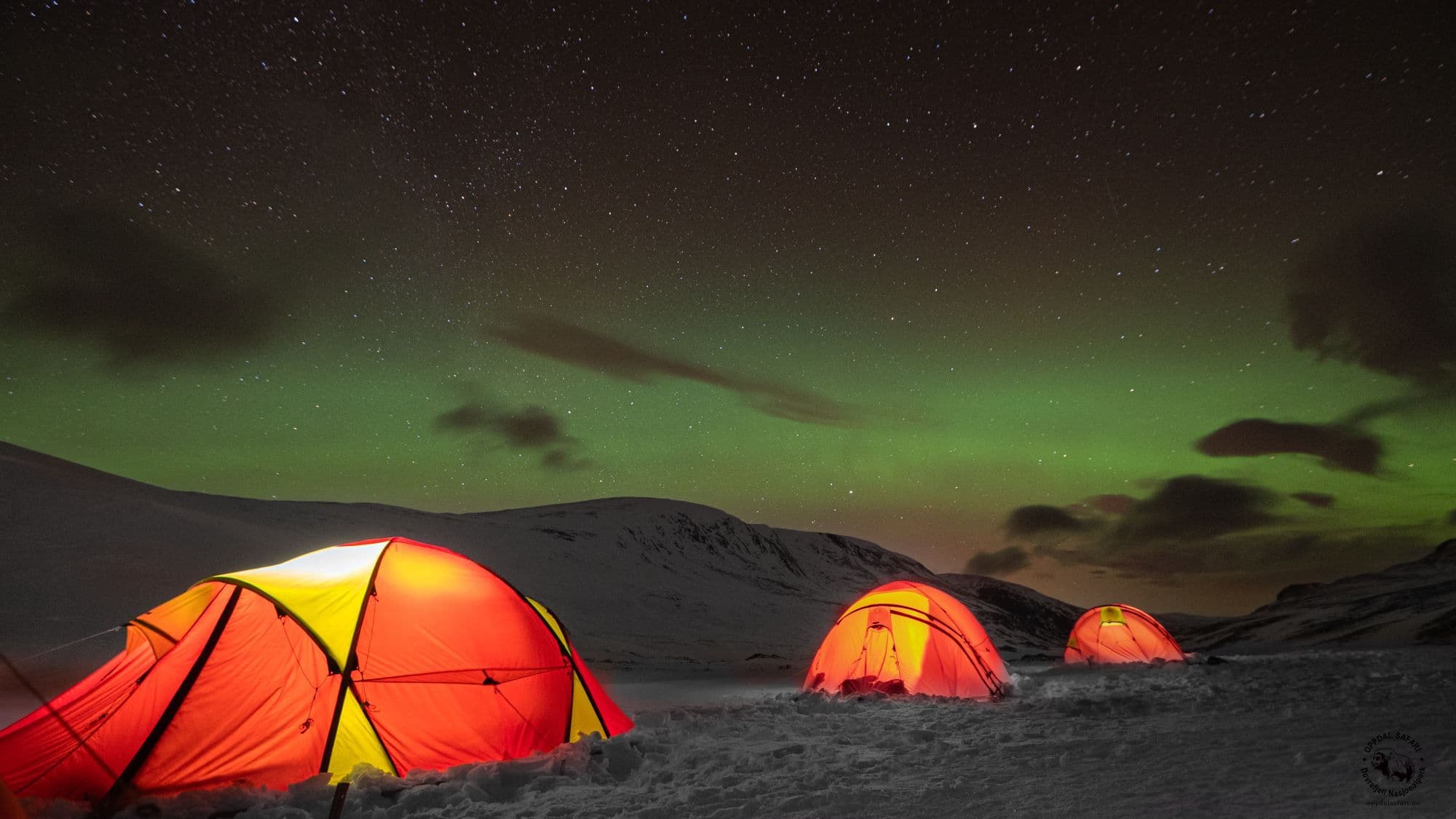 Musk Ox Safari Personal Tour, 2 days