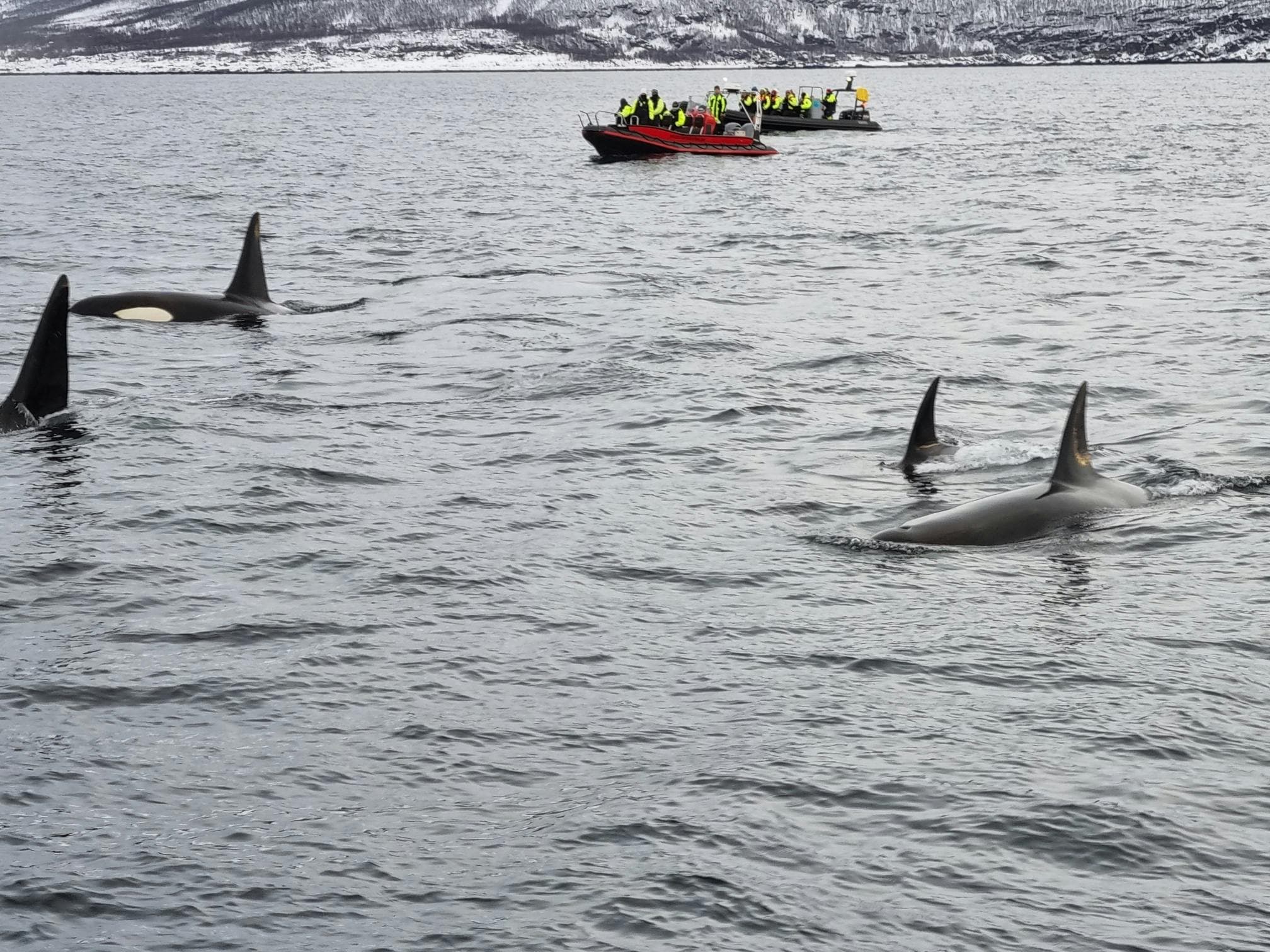 Experience the thrill of wildlife watching as orcas swim gracefully beside a boat full of excited visitors, set against a stunning backdrop of snow-capped mountains.